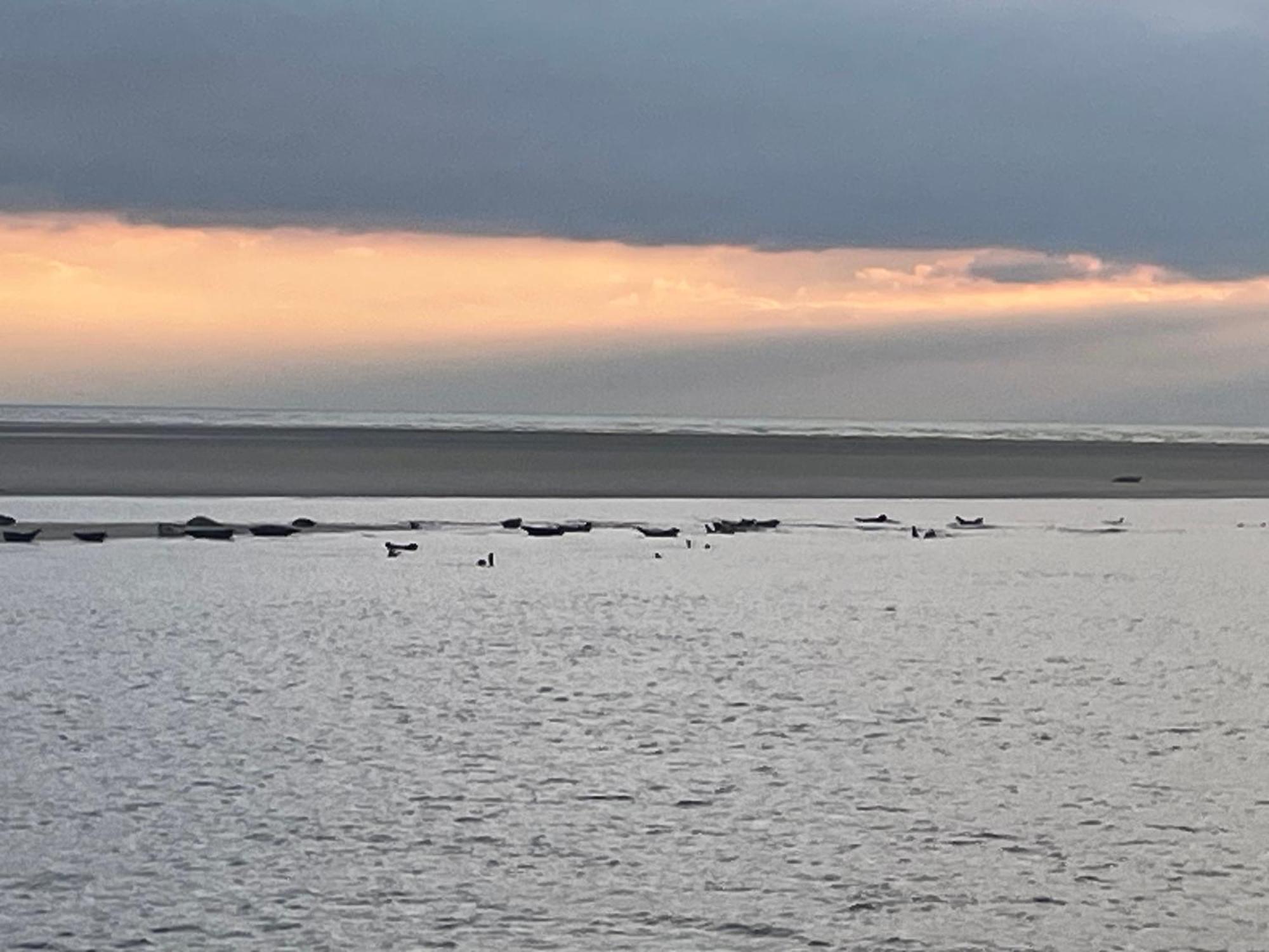 Gite Chti Picard Parking Prive Gratuit Et 100M De La Plage Berck Exteriér fotografie